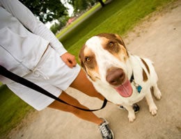 5-great-pet-jobs-for-animal-lovers-3-dog-walker-Lg Dog Walker