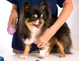 5-great-pet-jobs-for-animal-lovers-4-pet-groomer-Lg Pet Groomer