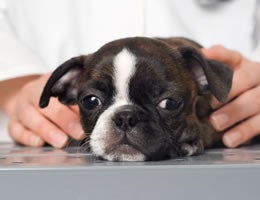 5-great-pet-jobs-for-animal-lovers-6-pet-masseuse-Lg Pet Masseuse