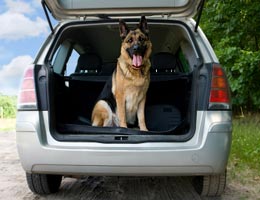 5-new-car-insurance-policies-2-pets-lg Pets need auto injury coverage, too