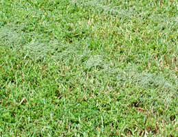 5-tips-for-low-cost-yard-3-cuttings-lg Leave the cuttings on your lawn
