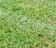 Leave the cuttings on your lawn