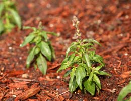 5-tips-for-low-cost-yard-5-dollars-lg Get the most out of your water dollars