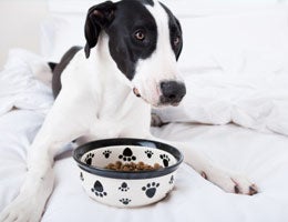 5-tips-save-money-on-dog-2-dining-lg Dog and dog food bowl