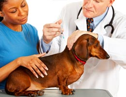 Veterinarian and assistant giving shot to a dog