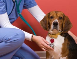 5-tips-save-money-on-dog-4-insurance-lg Veterinarian assistant checking dog's heartbeat