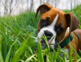 Dog sitting on grass
