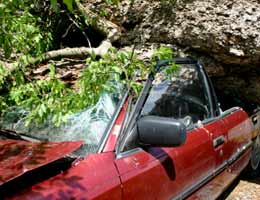 Tree fell on a car