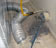 Dryer vent cleaning