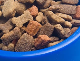 7-Costs-Owning-Pet-2-Food-Lrg