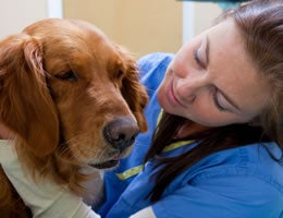 7-Costs-Owning-Pet-3-Vet-Lrg