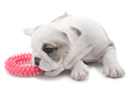 7-Costs-Owning-Pet-6-Extras-Lrg