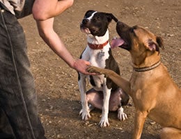7-Costs-Owning-Pet-7-Training-Lrg