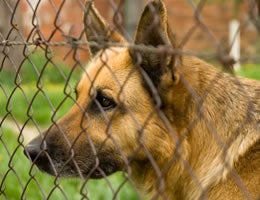 7-Costs-Owning-Pet-8-Fences-Lrg