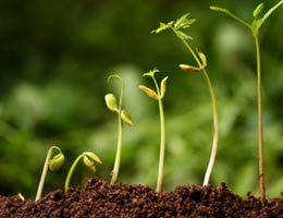 7-ingredients-garden-2-soil-lg