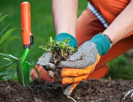 7-ingredients-garden-3-elbow-room-lg