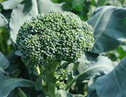 7-ingredients-garden-8-green-lg