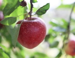 8-ways-to-save-money-on-costly-lawn-care-3-fruit-trees-lg text