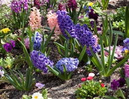 8-ways-to-save-money-on-costly-lawn-care-5-perennials-lg text