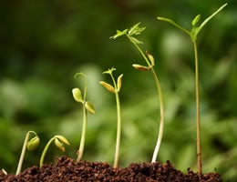 8-ways-to-save-money-on-costly-lawn-care-7-seeds-lg text
