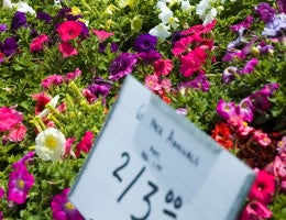8-ways-to-save-money-on-costly-lawn-care-9-plant-sales-lg text