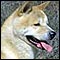 akita_60.jpg