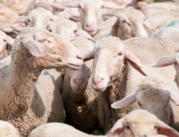 avoid-next-bursting-asset-class-bubble-6-herd-lg Sign No. 5: Herd mentality