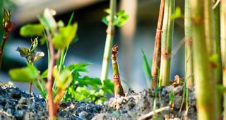 Bamboo © Erika J Mitchell/Shutterstock.com