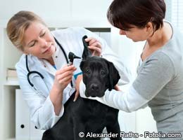 Fend off high veterinary bills Fend off high veterinary bills