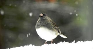 Snowbird © Denise Weant/Shutterstock.com