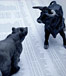 Bull and bear figurines