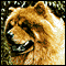 Chow Chow