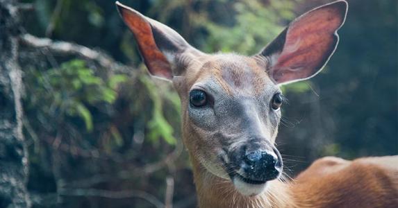Close-up of a deer | Melissa Chabot/Unsplash