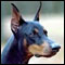 Doberman Pinscher