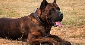 Dogo Canario © kazenouta/Shutterstock.com