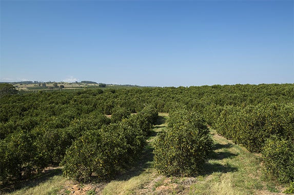 Citrus grove: © BrazilPhotos/Shutterstock.com