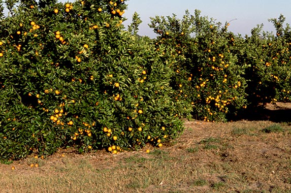 The Pulitzers Citrus grove | Comstock Images/Stockbyte/GettyImages