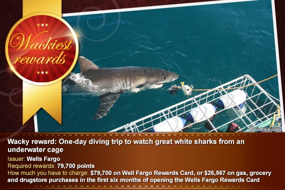 One-day diving trip to watch great white sharks from an underwater cage