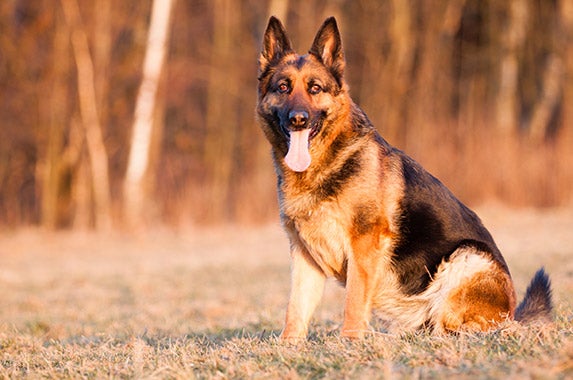 German shepherds | Â© Jarry/Shutterstock.com