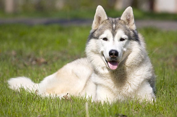 Siberian huskies | Â© Sbolotova/Shutterstock.com
