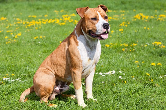 Pit bulls and Staffordshire terriers | Â© Lenkadan/Shutterstock.com 