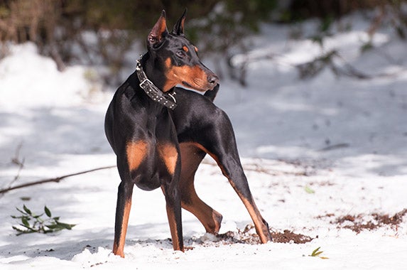 Doberman pinschers | Â© Purino/Shutterstock.com