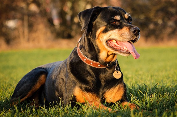 Rottweilers | Â© Tomas Picka/Shutterstock.com