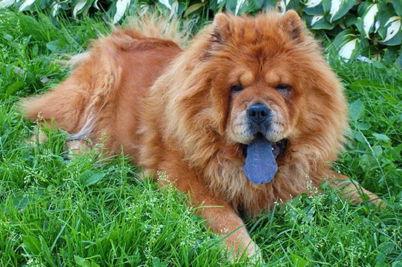 Chow chows | Â© Bokstaz/Shutterstock.com