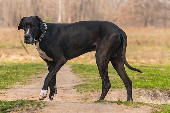 Great Danes | Â© NikDubrovin/Shutterstock.com