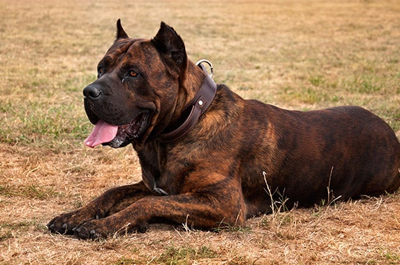 Perro de Presa Canario | Â© kazenouta/Shutterstock.com