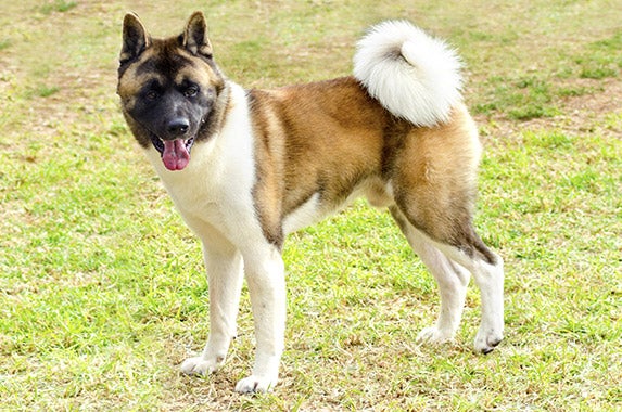 Akitas | Â© f8grapher/Shutterstock.com