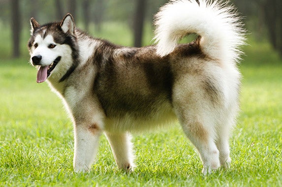 Alaskan malamutes | Â© L.F/Shutterstock.com