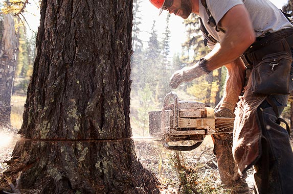 Logging workers Logging workers | Noah Clayton/Getty Images
