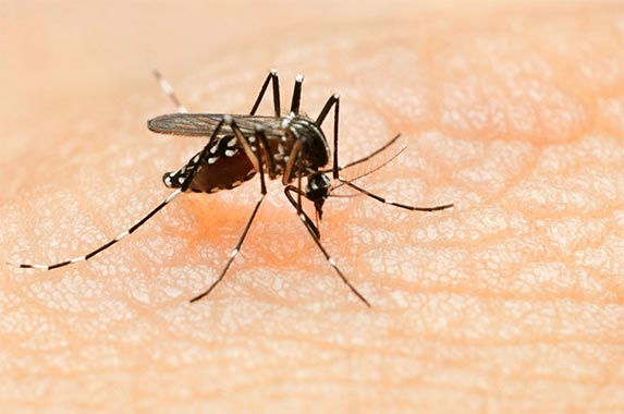 Ultrasound mosquito devices Ultrasound mosquito devices | Universal History Archive/GettyImages